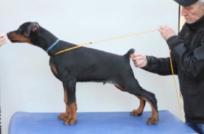 tenci DOBERMANA